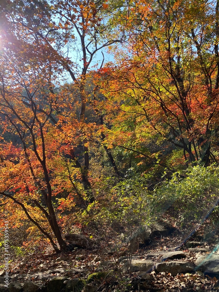 Autumn Foliage in South Korea Autumn Foliage in South Korea