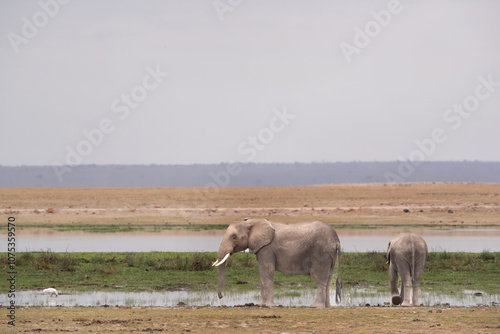 A pair of majestic elephant at Ambosli national park, Kenya photo