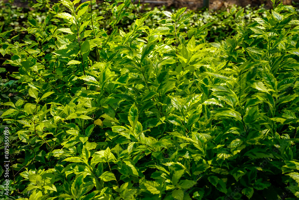 Ornamental plant with beautiful green leaves Ornamental plant with beautiful green leaves