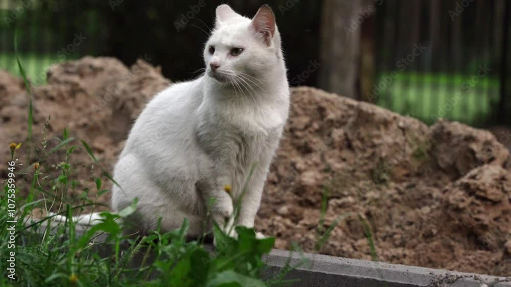 White cat observing surrounding environment White cat observing surrounding environment