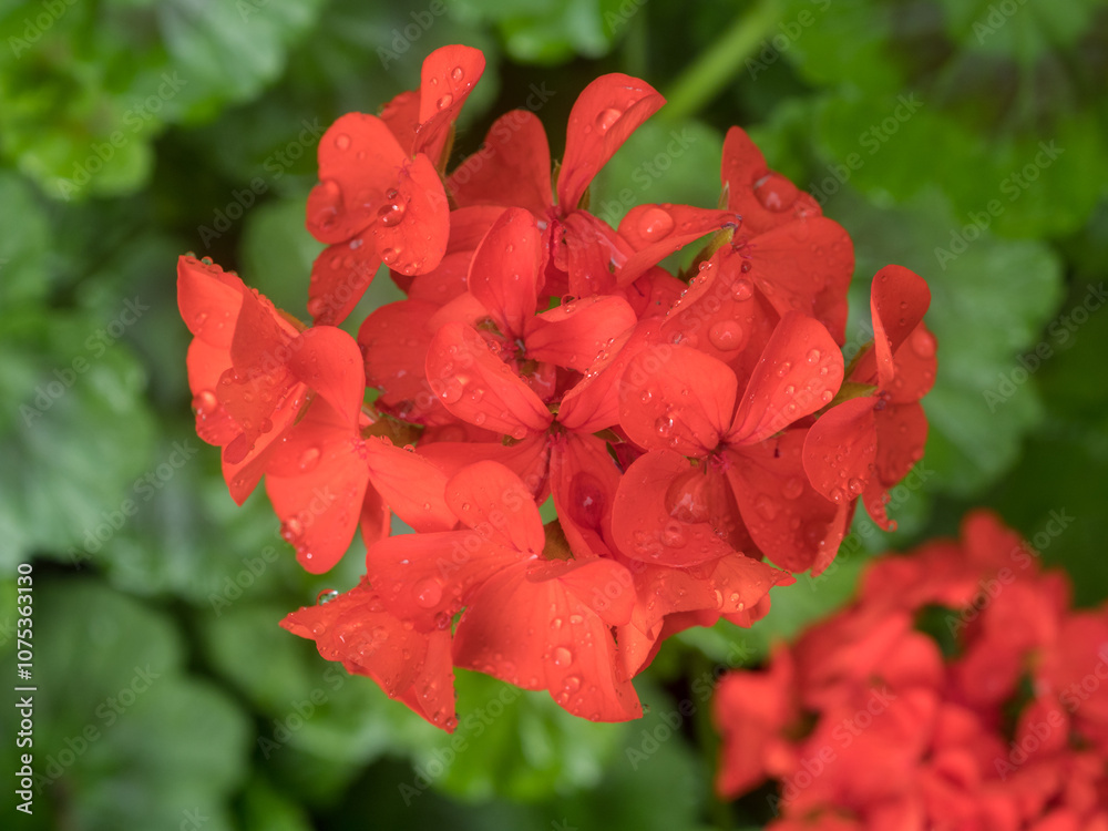 geranium in the garden with water drops geranium in the garden with water drops