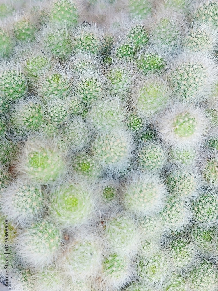 Closeup Texture of Fluffy Green Cactus with White Spines Nature Background