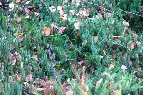 marsh moss sphagnum in Russian Upland marshes photo