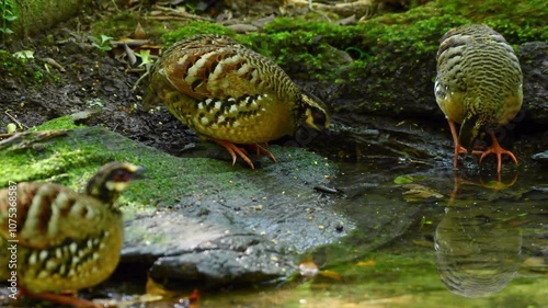 Bar-backed Partridge in pond bird washing in the forest. photo