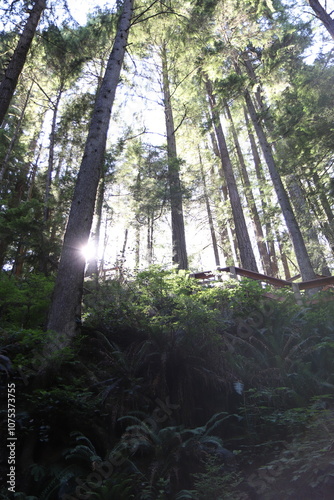 Hiking Wood Trail Path in Woods