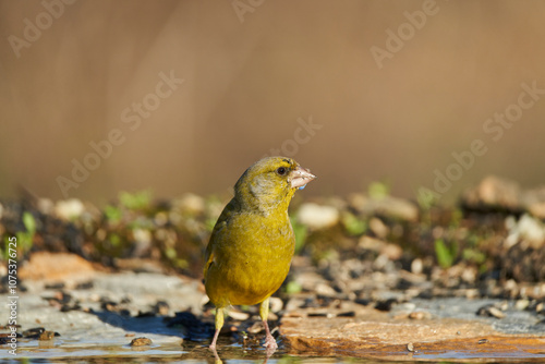 El verderón europeo o verderón común (Chloris chloris) photo