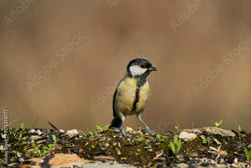 carbonero común (Parus major) en el parque