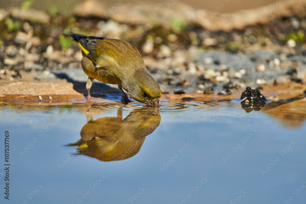 El verderón europeo o verderón común (Chloris chloris) El verderón europeo o verderón común (Chloris chloris)