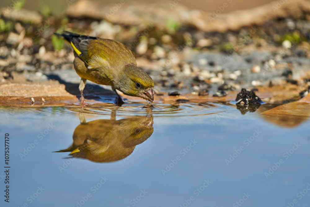 El verderón europeo o verderón común (Chloris chloris) El verderón europeo o verderón común (Chloris chloris)