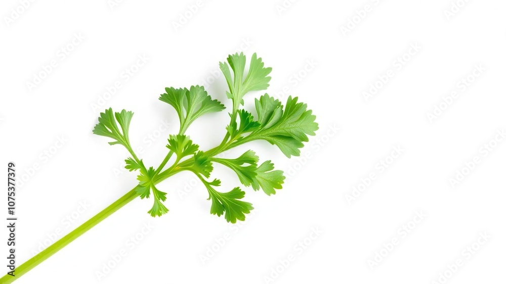 Close-up of a single fresh parsley sprig against a plain white background highlighting its texture and vibrant green color, botanical, parsley sprig Close-up of a single fresh parsley sprig against a plain white background highlighting its texture and vibrant green color, botanical, parsley sprig
