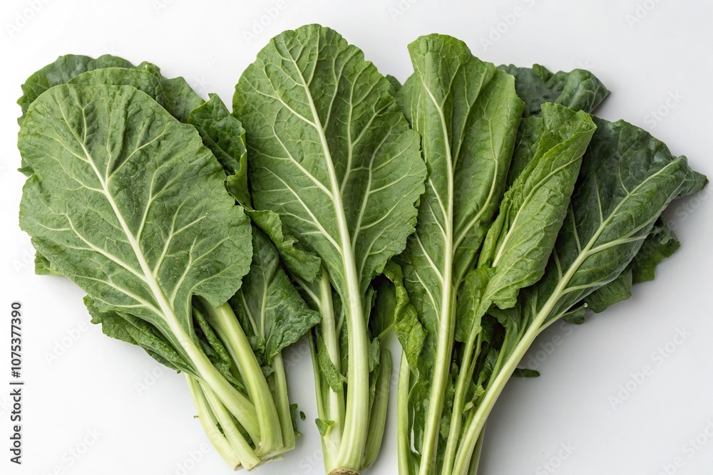 Botanical illustration of collard greens, collard greens, botanical drawing Botanical illustration of collard greens, collard greens, botanical drawing