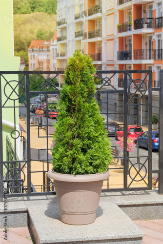 Cypress in large outdoor pot. Thuja occidentalis danica in container. Coniferous tree. Landscape design in city in summer. Sunny. photo