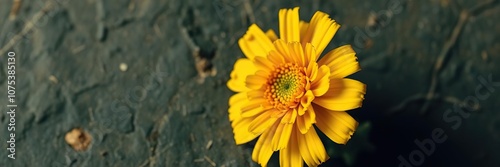 Close-up of a solitary yellow marigold flower with intricate texture, yellow, texture, macro