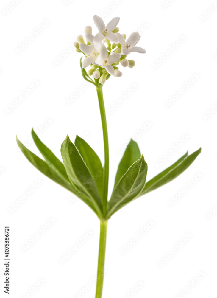 Obraz premium Sweet woodruff flowers