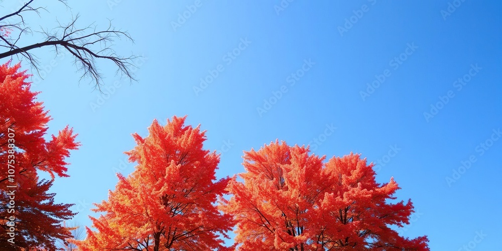 Trees with vibrant orange and red hues against a clear blue sky, orange colors, scenic vistas
