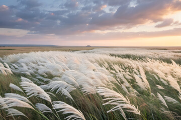 Stickers Plage et Mer serene kashful field in bloom – kans grass landscape under a wide sky  © Graphics Studio