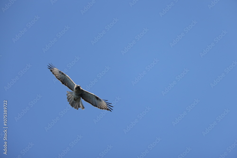 The eastern buzzard or Japanese buzzard (Buteo japonicus) is a medium to large bird of prey. This photo was taken in Japan. The eastern buzzard or Japanese buzzard (Buteo japonicus) is a medium to large bird of prey. This photo was taken in Japan.