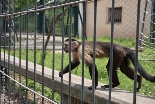 A capuchin monkey pacing back and forth behind the iron fence of its enclosure, searching for something to do, primate, monkey, cage, boredom, enclosure