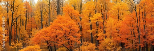 autumn forest landscape with vibrant orange yellow leaves on trees, tree changes color, forest, yellow photo