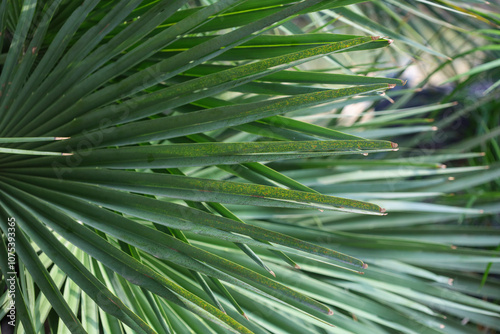 palm leaves