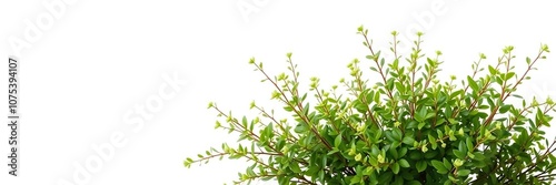 Fresh green bush with delicate leaves and stems against a crisp white background, foliage, simple background