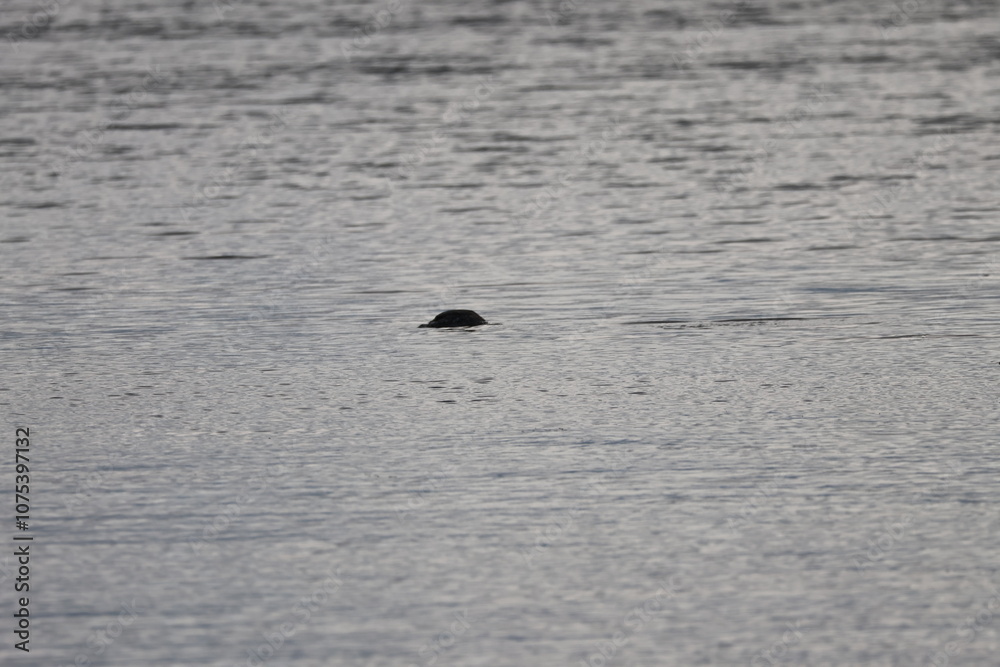 Fototapeta premium Graves Island, Nova Scotia, November 7 2024