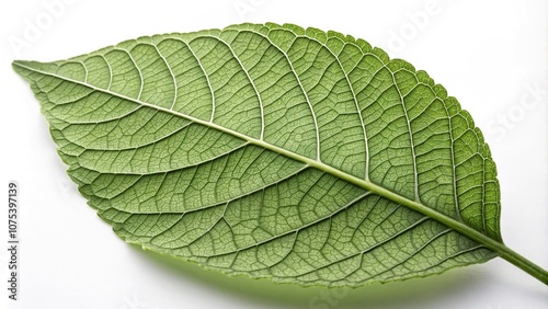 A close-up shot of a leaf with detailed veins and ridges against a simple white background, photography, botanical, closeup