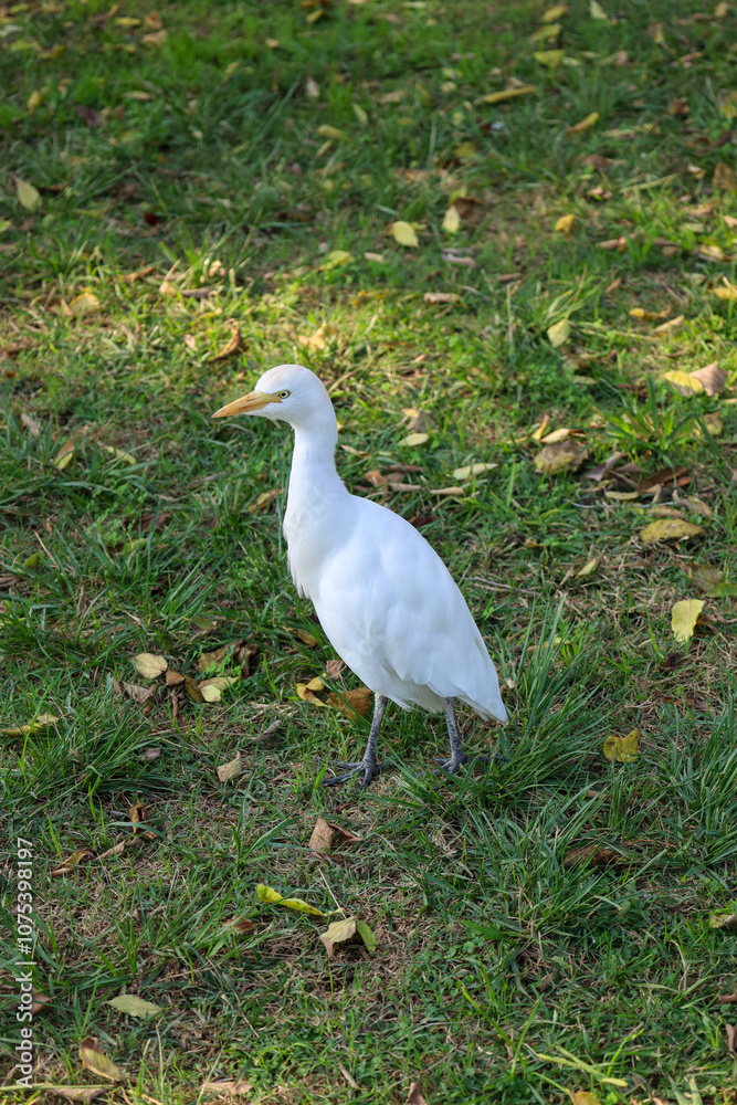 Naklejka premium egret