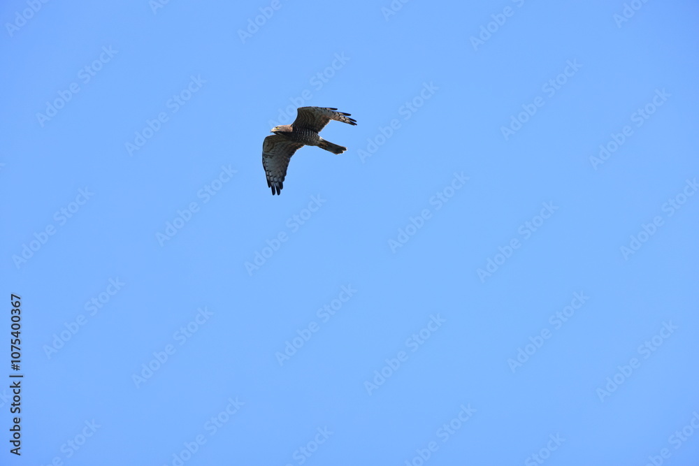 Fototapeta premium The grey-faced buzzard (Butastur indicus) is an Asian bird of prey. This photo was taken in Japan.