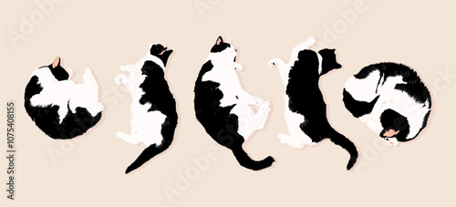 Cute black and white cat in different poses. Cats are lying on the ground. Vector illustration. Set of cats.