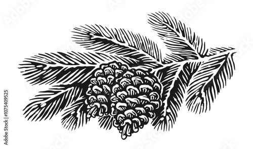 Pine fluffy branches and cones. Christmas tree, spruce twig sketch. Hand drawn vector illustration