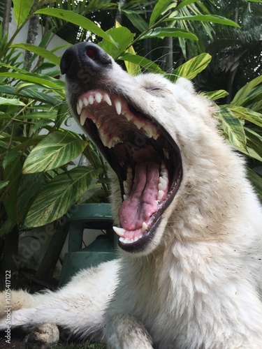 portrait of a white wolf