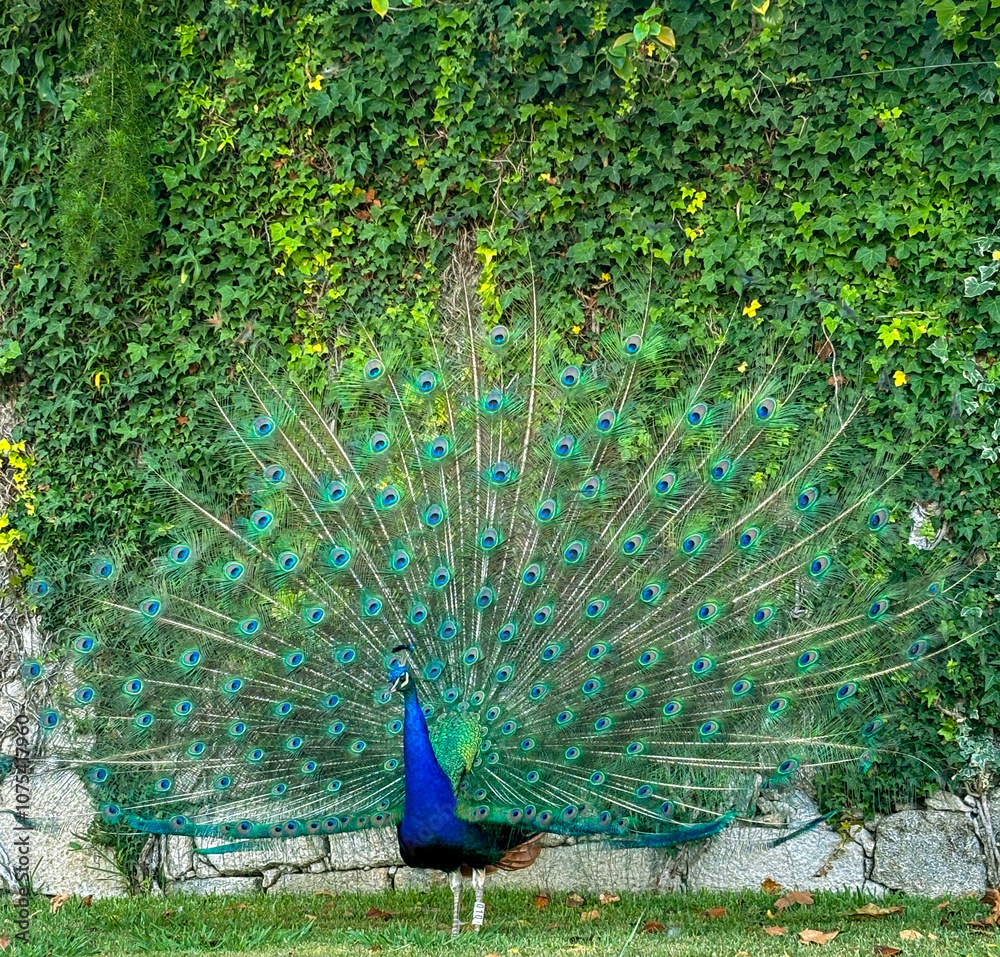 Obraz premium peacock in the park