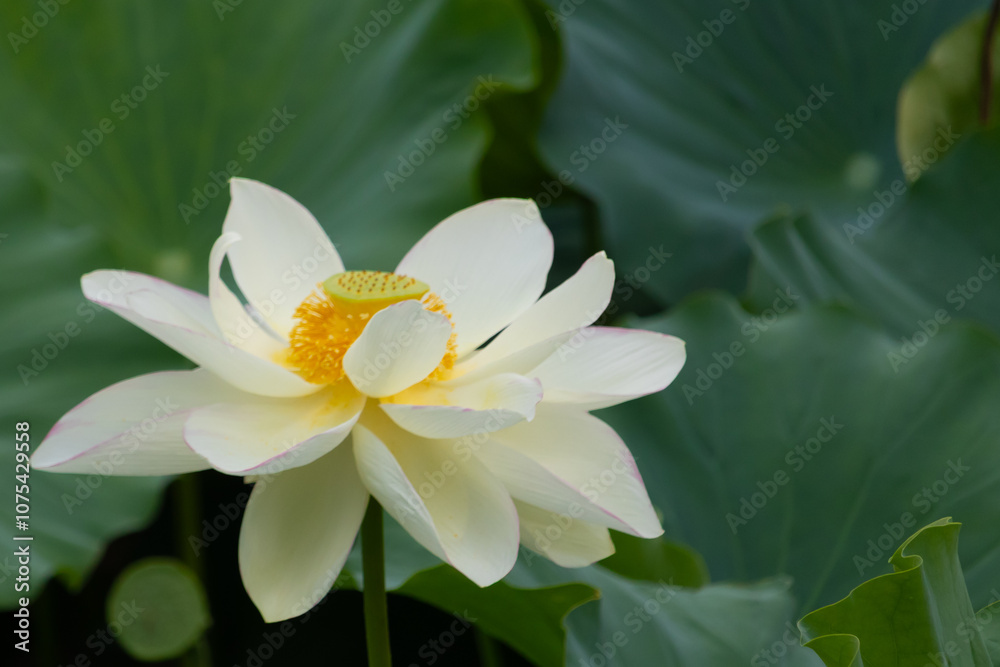 This is the beautiful flower of the Indian Lotus plant. The beautiful white petals stretching out to catch the sun. The bright yellow center sticking out like a cup. This is the beautiful flower of the Indian Lotus plant. The beautiful white petals stretching out to catch the sun. The bright yellow center sticking out like a cup.