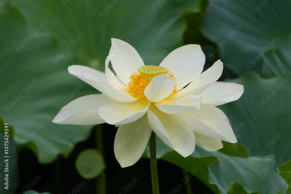 This is the beautiful flower of the Indian Lotus plant. The beautiful white petals stretching out to catch the sun. The bright yellow center sticking out like a cup. This is the beautiful flower of the Indian Lotus plant. The beautiful white petals stretching out to catch the sun. The bright yellow center sticking out like a cup.