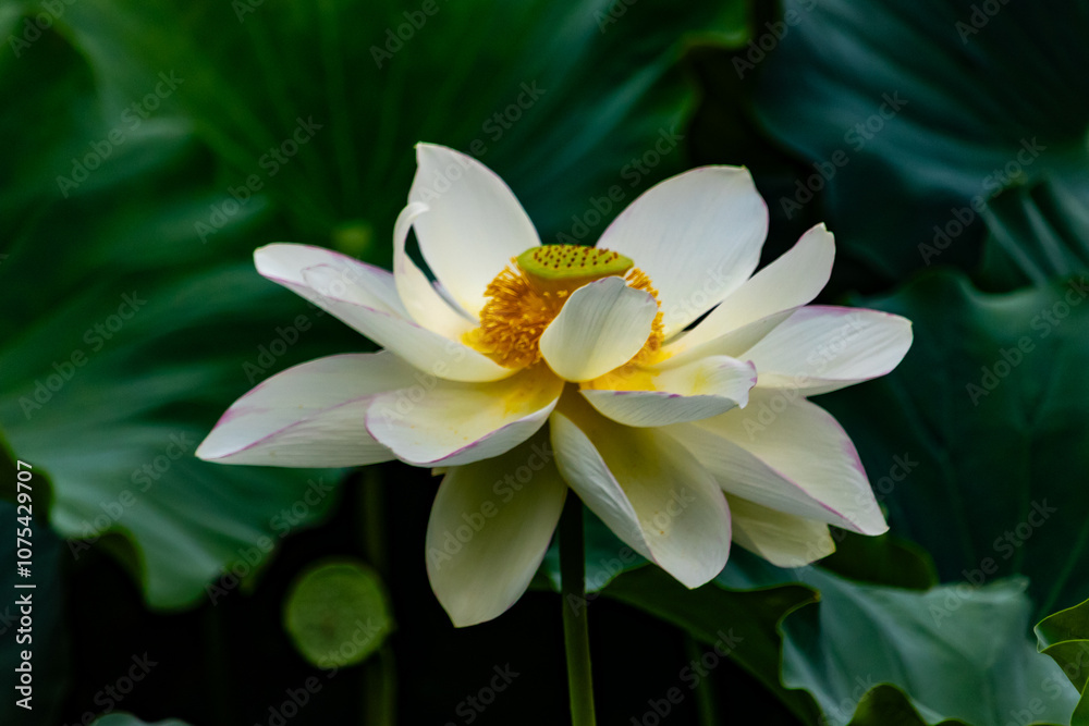 This is the beautiful flower of the Indian Lotus plant. The beautiful white petals stretching out to catch the sun. The bright yellow center sticking out like a cup. This is the beautiful flower of the Indian Lotus plant. The beautiful white petals stretching out to catch the sun. The bright yellow center sticking out like a cup.