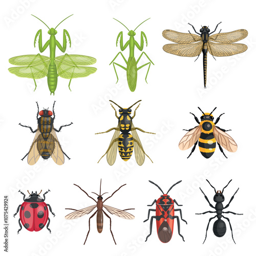 Set of realistic insects from above. Vector insects on a white background. Dragonfly, ant, fly, wasp, bee, mantis.