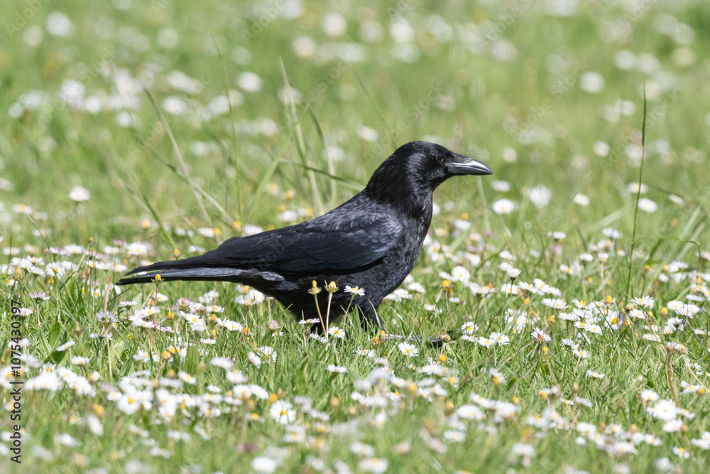 Obraz premium Corneille noire, Corvus corone, Carrion Crow