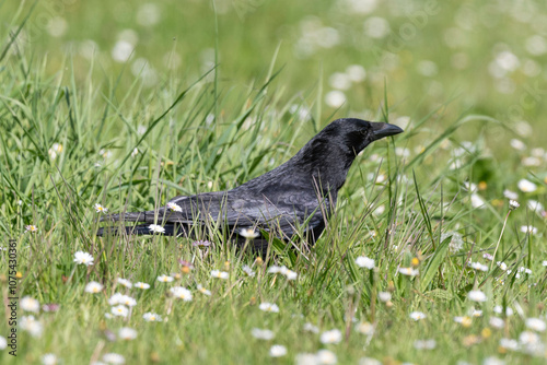 Corneille noire, Corvus corone, Carrion Crow photo