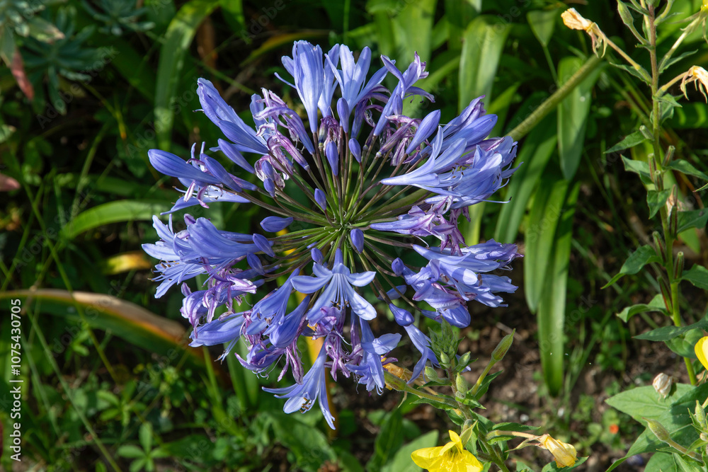Agapanthus umbellatus , Agapanthe Agapanthus umbellatus , Agapanthe