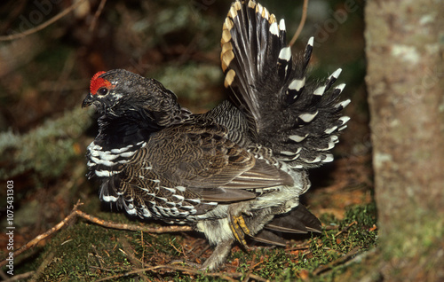 Tétras du Canada,.Canachites canadensis, Spruce Grouse, Tétras de savane, mâle Québec, Canada photo