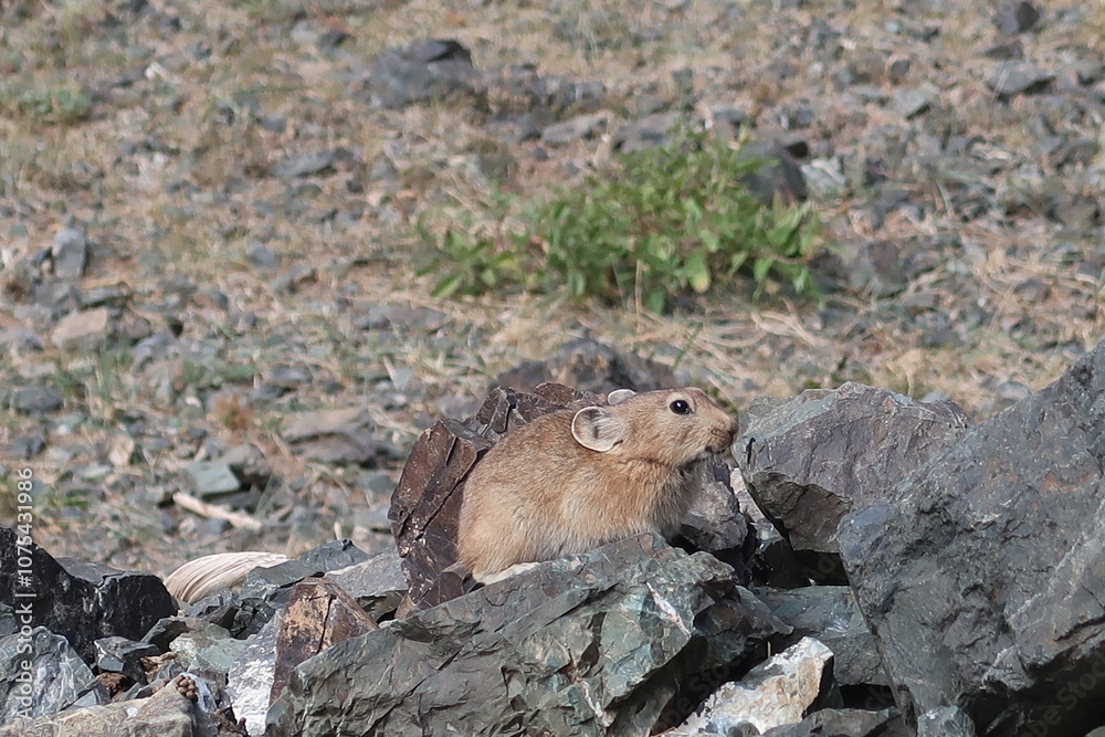 Obraz premium prairie dog eating