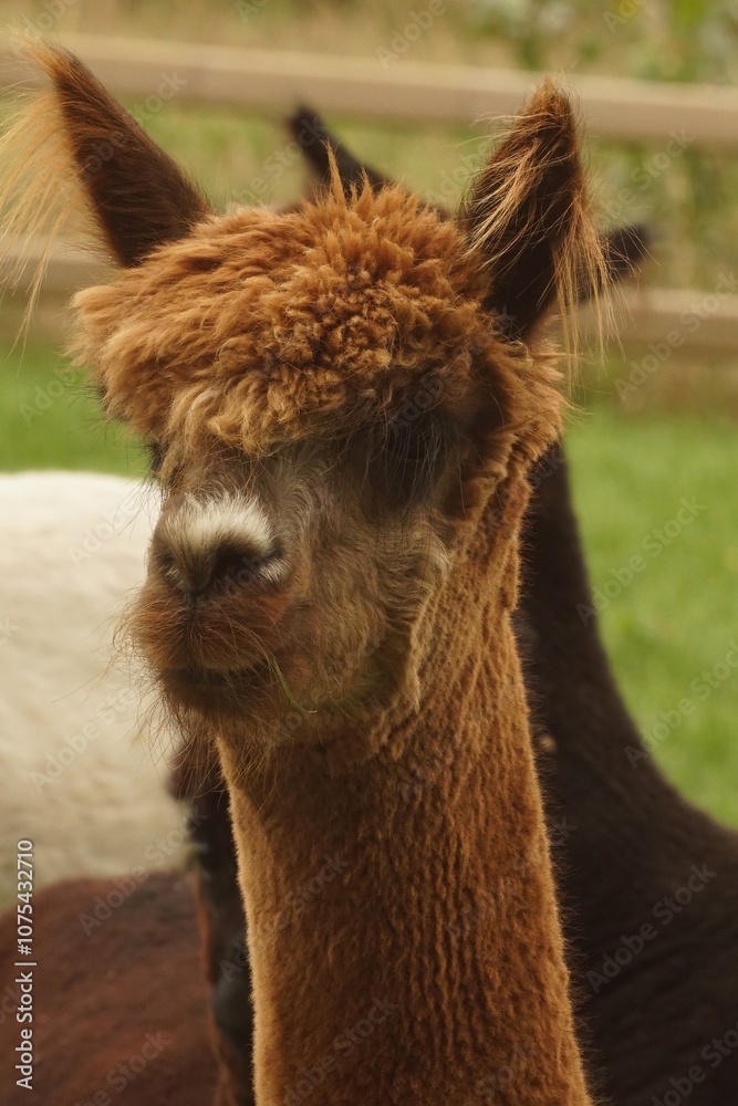 Obraz premium Close-up Portrait of a Brown Alpaca