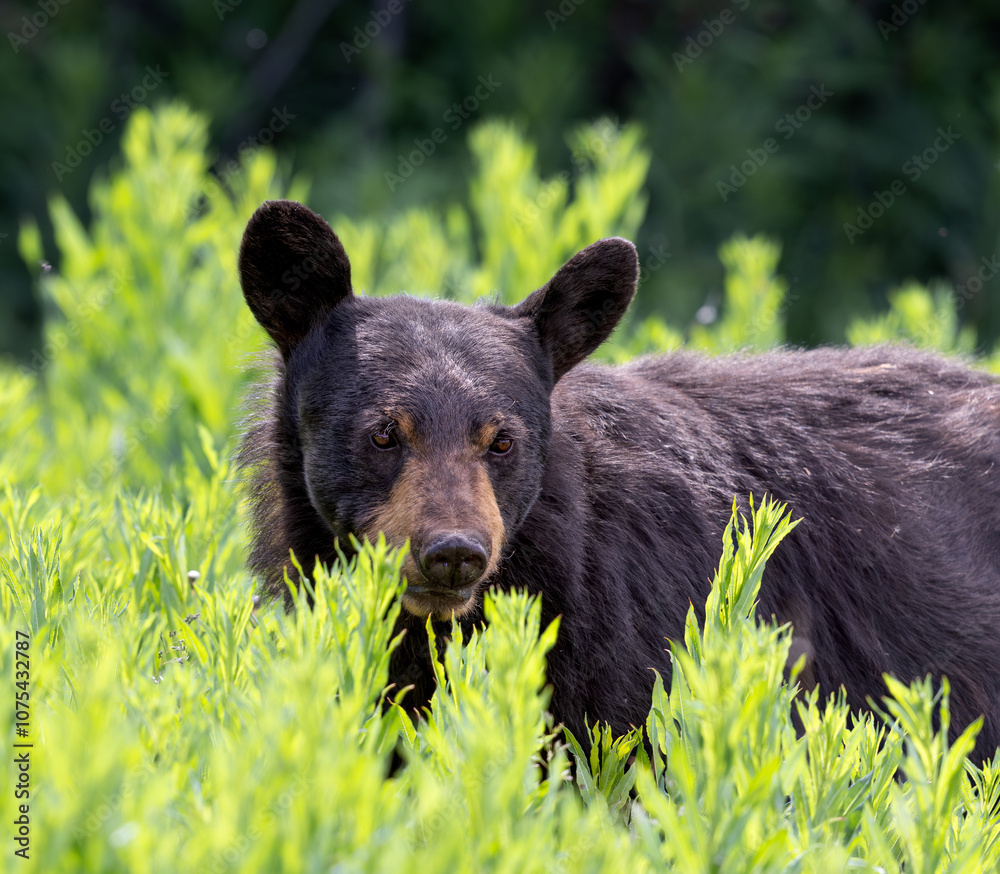 Black Bear in Meadow Eating Flowers Black Bear in Meadow Eating Flowers