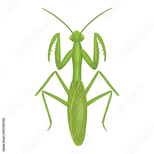 Mantis insect. Realistic mantis  on white background. Top view. Vector.