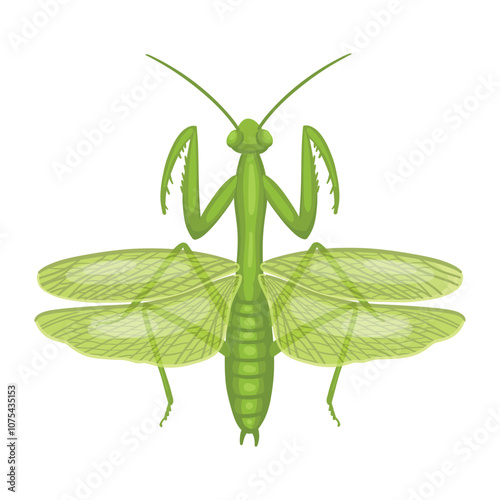 Mantis insect. Realistic mantis  on white background. Top view. Vector.