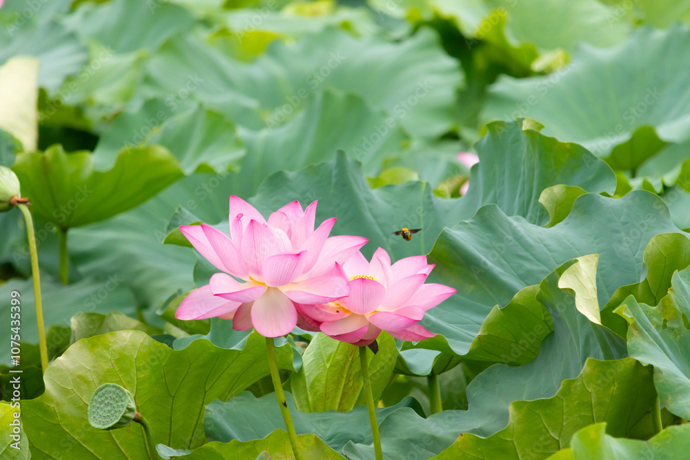 Beautiful Indian lotus flower. The petals looking really pretty with many shades of pink. The yellow center can just be seen. Large green leaves are all around. A small bee can be seen flying in. Beautiful Indian lotus flower. The petals looking really pretty with many shades of pink. The yellow center can just be seen. Large green leaves are all around. A small bee can be seen flying in.