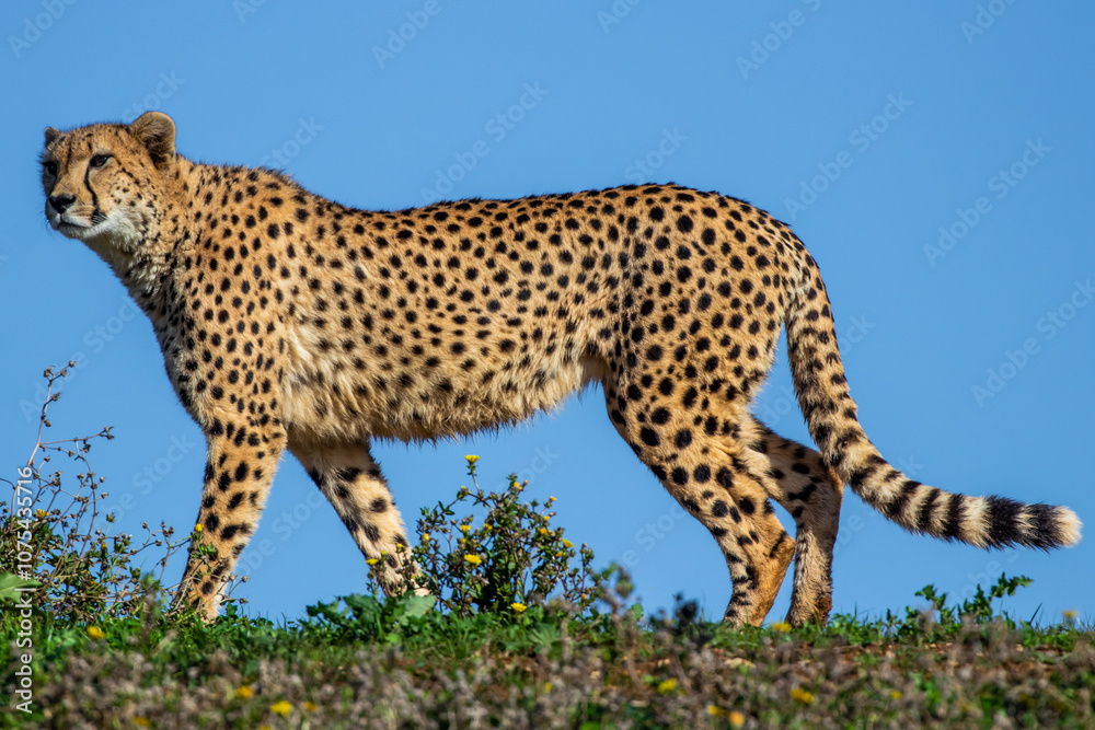 A cheetah walks while looking at the horizon A cheetah walks while looking at the horizon