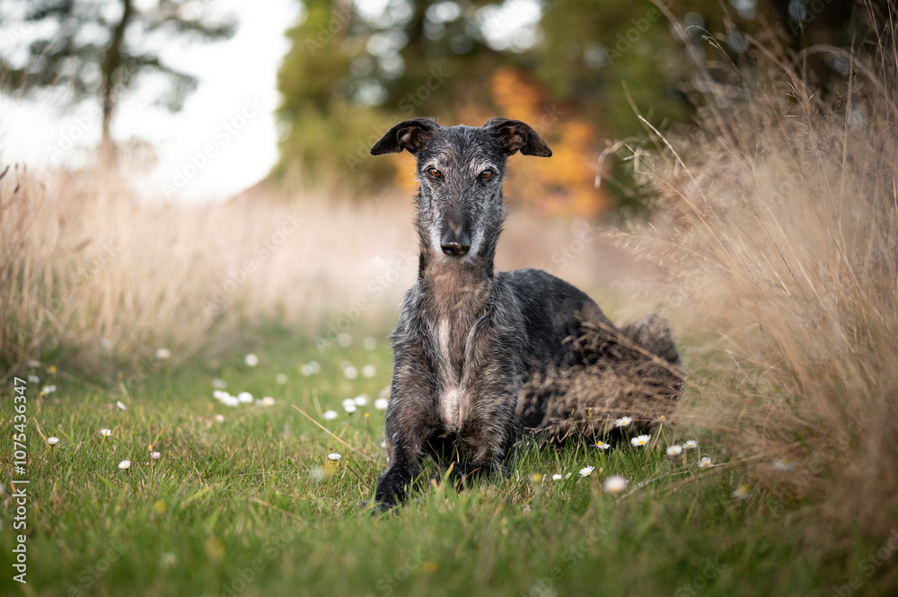 Rauhaariger Galgo Espanol in herbstlicher Umgebung Rauhaariger Galgo Espanol in herbstlicher Umgebung