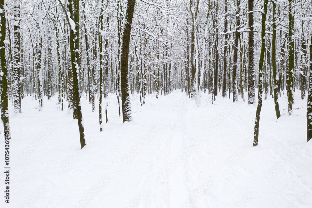 Winter forest and the road. Winter landscape. Forest landscape Winter forest and the road. Winter landscape. Forest landscape